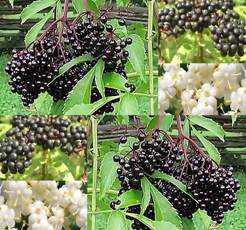 Sambucus Canadensis American Elderberry Frutis Seeds Fragrant White Flowers Easy to Grow