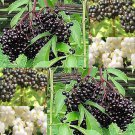 Sambucus Canadensis American Elderberry Frutis Seeds Fragrant White Flowers Easy to Grow
