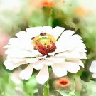 Zinnia Elegans Zinnia White Polar Bear Flower Seeds Showy Stunning Blooms Easy to Grow