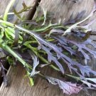 Mizuna Red Streak Japanese Mustard Brassica Juncea Vegetable Seeds Easy to Grow