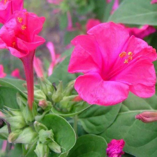 Mirabilis Jalapa Four O'Clock Pink Flower Seeds Delicate Pink Flowers Easy to Grow