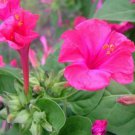 Mirabilis Jalapa Four O'Clock Pink Flower Seeds Delicate Pink Flowers Easy to Grow