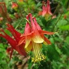 Aquilegia Canadensis Eastern Columbine Flower Seeds Distinctive Flowers Easy to Grow