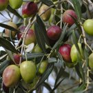 Olea Europaea Olive Tree Tree Seeds Longevity And Resilience Easy to Grow