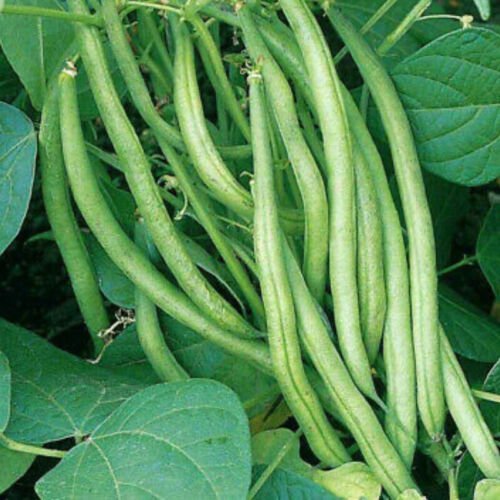 Tendergreen Improved Green Bush Bean Phaseolus Vulgaris Vegeatable Seeds Easy to Grow