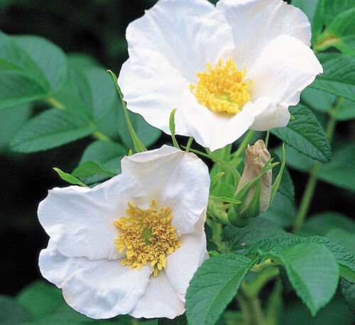 Rosa Rugosa 'Alba' White Rugosa Rose Shrub Seeds Strong Fragrance Blooms Easy to Grow