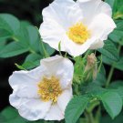 Rosa Rugosa 'Alba' White Rugosa Rose Shrub Seeds Strong Fragrance Blooms Easy to Grow