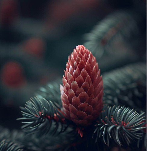 Picea Mariana X Rubens Black X Red Spruce Hybrid Tree Seeds  Easy to Grow