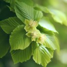 Fagus Americana Grandifolia American Beech Tree Seeds Vibrant Fall Foliage Easy to Grow