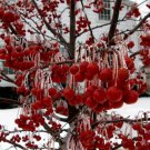 Malus Sargentii Sargent'S Crabapple Fruit Seeds Stunning Spring Blooms Easy to Grow