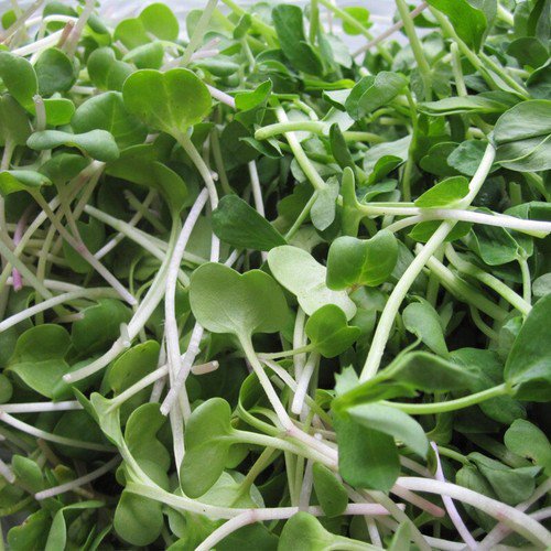 White Stem Intermediate Radish Sprouting Raphanus Sativus Vegetable Seeds Easy to Grow