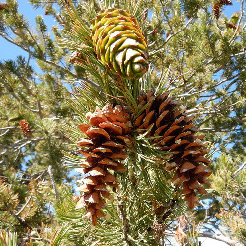 Pinus Flexilis Rocky Mountain White Pine Tree Seeds Elegant Form Unique Cone Easy to Grow