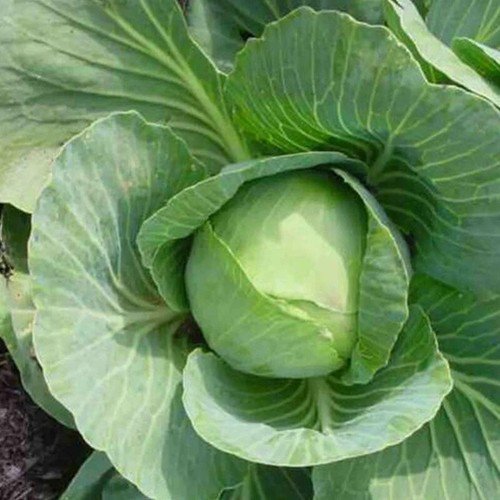 Charleston Wakefield Cabbage Brassica Oleracea Vegetable Seeds Heat Tolerant Easy to Grow