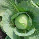 Charleston Wakefield Cabbage Brassica Oleracea Vegetable Seeds Heat Tolerant Easy to Grow