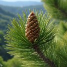 Pinus Halepensis Var Brutia Brutia Pine Tree Seeds Attractive Long Needles Easy to Grow