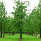 Metasequoia Glyptostroboides Dawn Redwood Tree Seeds Majestic Easy to Grow