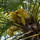 Trachycarpus Excelsus Fortunei Wagnerianus Wagner Windmill Palm Tree Seeds Easy to Grow Trachycarpus Excelsus Fortunei Wagnerianus Wagner Windmill Palm Tree Seeds Easy to Grow