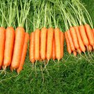 Tendersweet Carrot Daucus Carota Vegetable Seeds Crunchy And Tender Easy to Grow