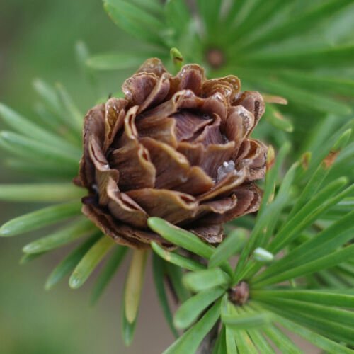 Larix Gmelinii Dahurian Larch Tree Seeds Attractive Form Easy to Grow