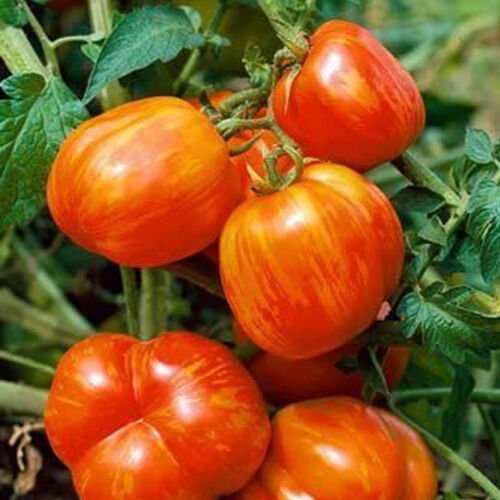 Mr Stripey Tomato Standard Slicing Lycopersicon Esculentum Tomato Seeds Easy to Grow