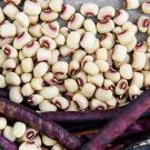 Top Pick Cream Pea Cowpea Vigna Unguiculata Vegetable Seeds Creamy And Mild Easy to Grow