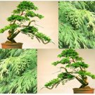 Chamaecyparis Obt Hinoki Cypress Japanese White Cedar Tree Seeds Fragrant Easy to Grow