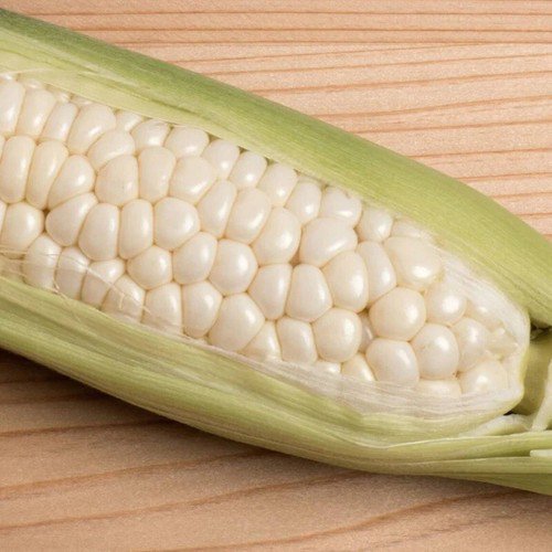 Country Gentleman White Sweet Corn Shoe Peg Corn Zea Mays Corn Seeds Easy to Grow
