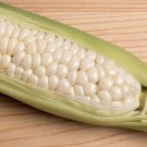 Country Gentleman White Sweet Corn Shoe Peg Corn Zea Mays Corn Seeds Easy to Grow