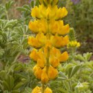 Lupinus Densiflorus Aureus Yellow Lupine Flower Seeds Early Season Blooms Easy to Grow