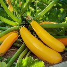 Golden Zucchini Squash Summer Cucurbita Pepo Vegetable Seeds High Yields Easy to Grow