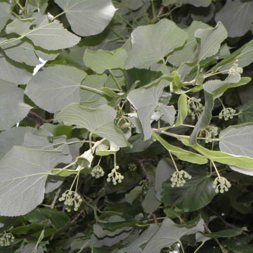 Tilia Tomentosa Silver Linden Tree Seeds Dense Foliage Fragrant Flowers Easy to Grow