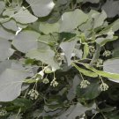 Tilia Tomentosa Silver Linden Tree Seeds Dense Foliage Fragrant Flowers Easy to Grow