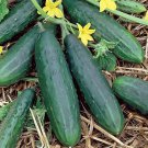 Spacemaster 80 Cucumber Slicing Cucumis Sativus Vegeatable Seeds High Yields Easy to Grow