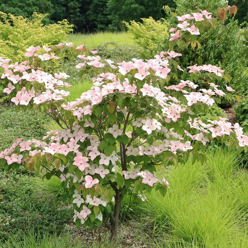 Cornus Ko Chinensis Chinese Dogwood Tree Seeds Stunning Autumn Displays Easy to Grow