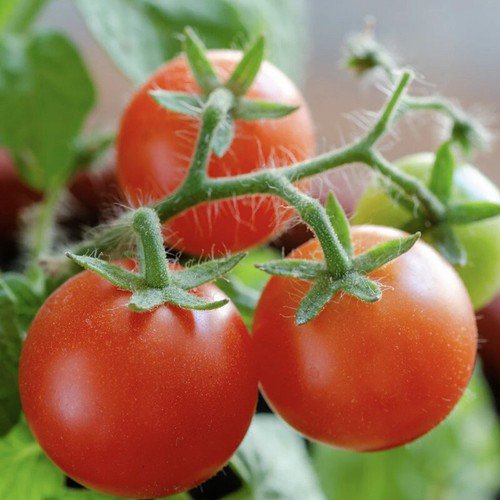 Tiny Tim Tomato Cherry Tomato Lycopersicon Esculentum Tomato Seeds Easy to Grow