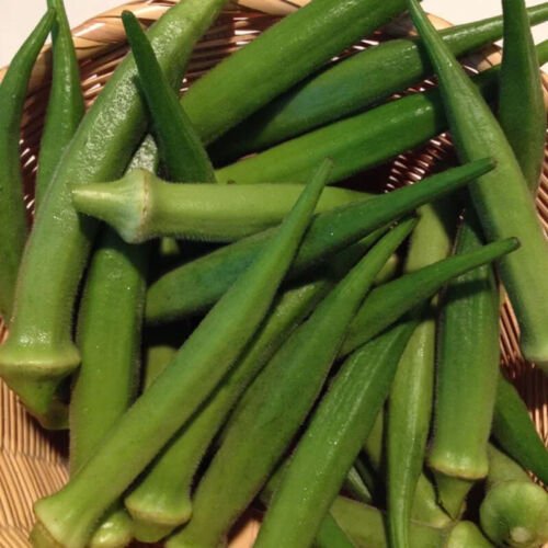 Perkins Long Pod Okra Abelmoschus Esculentus Vegetable Seeds High Yields  Easy to Grow
