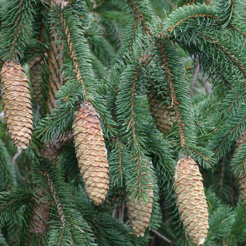 Picea Retroflexa Brush Needle Spruce Tree Seeds Attractive Distinctive Form Easy to Grow