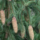 Picea Retroflexa Brush Needle Spruce Tree Seeds Attractive Distinctive Form Easy to Grow