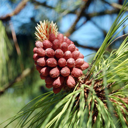Pinus Engelmannii Apache Pine Tree Seeds Distinctive Cones Long Needles Easy to Grow