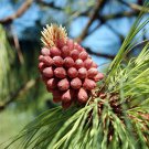 Pinus Engelmannii Apache Pine Tree Seeds Distinctive Cones Long Needles Easy to Grow