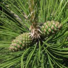 Pinus Tabulaeformis Chinese Table Pine Tree Seeds Long Lifespan Unique Cones Easy to Grow
