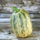 Tours Citrouille De Touraine Pumpkin Cucurbita Maxima Vegetable Seeds Easy to Grow