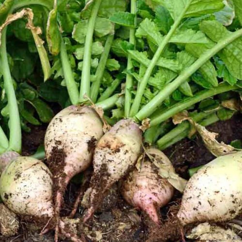Seven Top Turnip Brassica Rapa Vegetable Seeds Regrows After Harvesting Easy to Grow