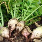 Seven Top Turnip Brassica Rapa Vegetable Seeds Regrows After Harvesting Easy to Grow
