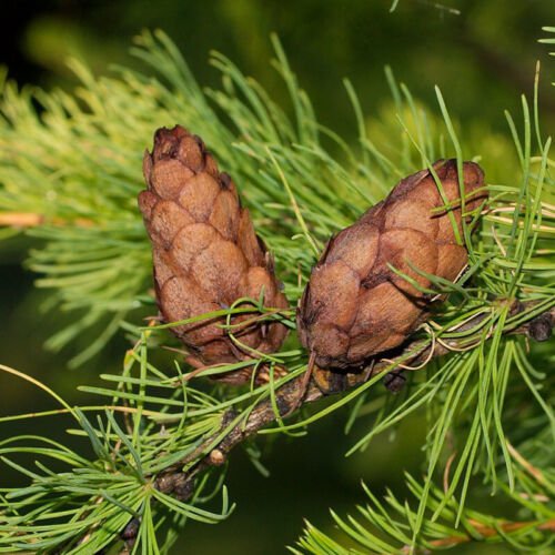 Larix Sibirica Siberian Larch Tree Seeds Withstand Extremely Low Temperatures Easy to Grow