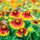 Gaillardia Pulchella Indian Blanket Flower Seeds Eye Catching Flowers Easy to Grow