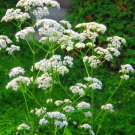 Anise Pimpinella Anisum Herb Seeds Tiny And Mighty Easy to Grow