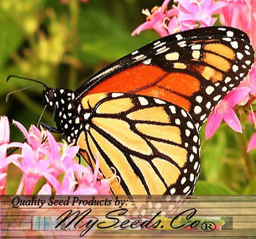 Asclepias Syriaca Common Milkweed Flower Seeflower Seeds Delicate Flowers Easy to Grow
