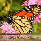 Asclepias Syriaca Common Milkweed Flower Seeflower Seeds Delicate Flowers Easy to Grow