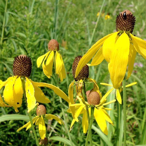 Ratibida Pinnata Grey Headed Coneflower Flower Seeds Nectar Rich Blooms Easy to Grow